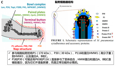 呼吸道专题系列--肺炎支原体天然抗原