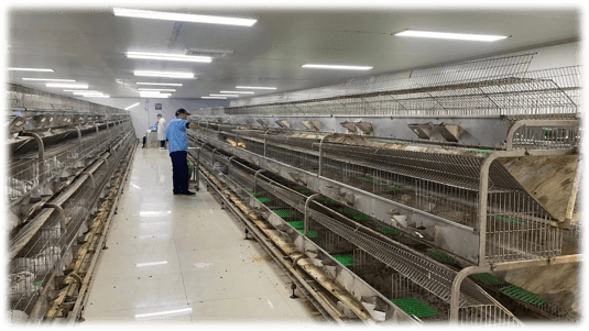 Rabbit Immunization Process